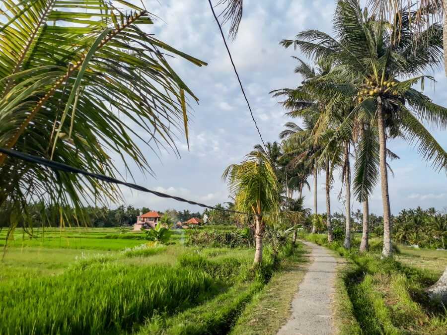 Subak Juwuk Manis Rice Field Walk